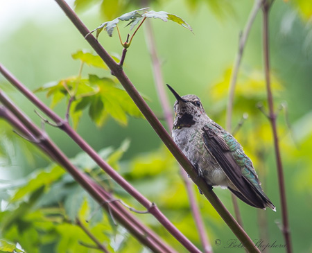 Hummingbird on vine maple