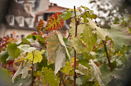 Paris Clos Montmartre vineyard vines