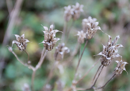 Dry seed pods 
