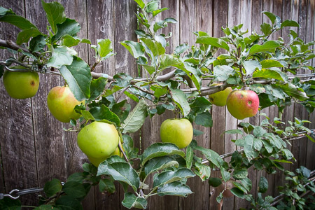 A is for apples on our espaliered trees