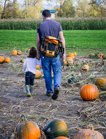 Dad and daughter hunt for pumpkins