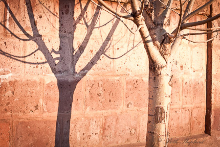 Tree and tuff stone in Gyumri