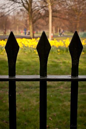 Kensington Garden iron fence