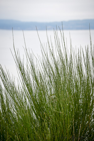 Grasses by the shore
