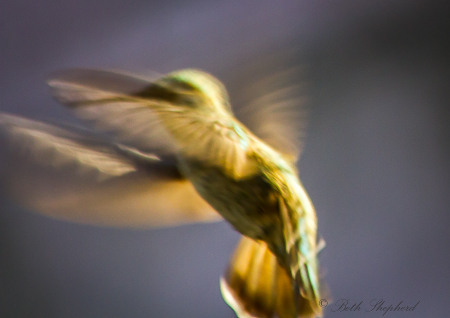 Hummingbird against the light