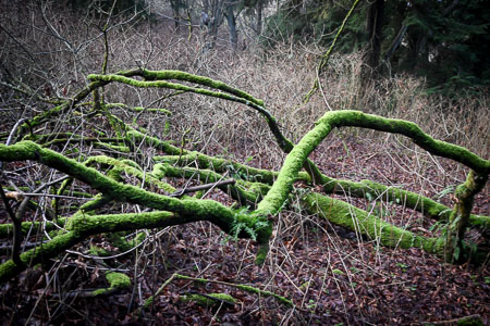 Mossy tree branches