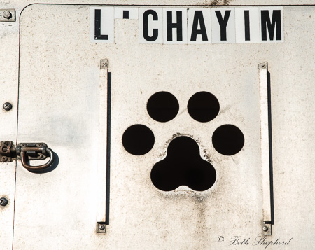 Sled dog L'Chayim