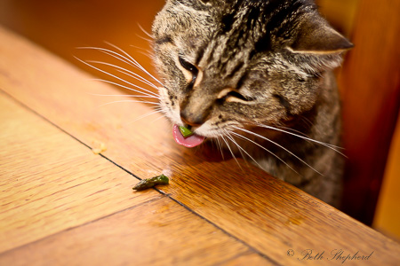 Maggie likes asparagus