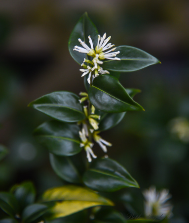 Sarcococca, the fist sign of spring