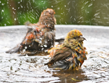 Male and female crossbills