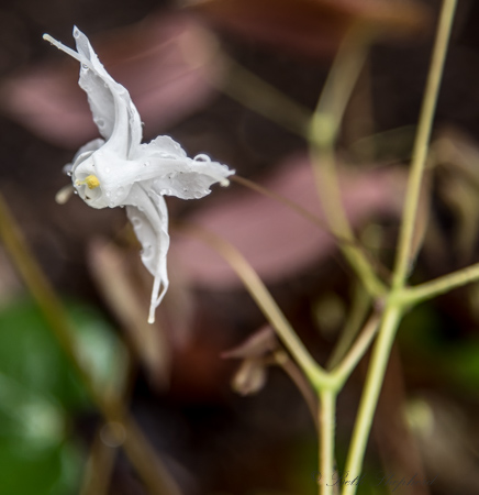 Epimideum flower