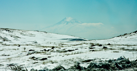 Aragats Fox and mountain in snow