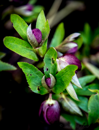 Hellebore before budding