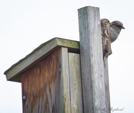 Birds on birdhouse