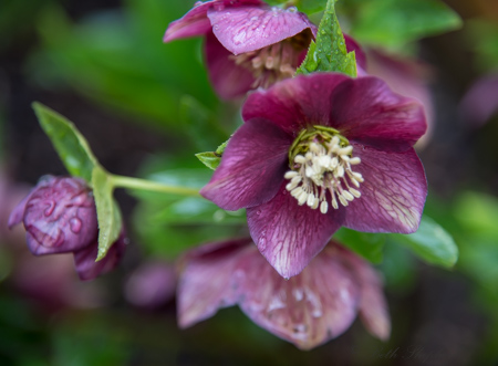 Purple hellebore