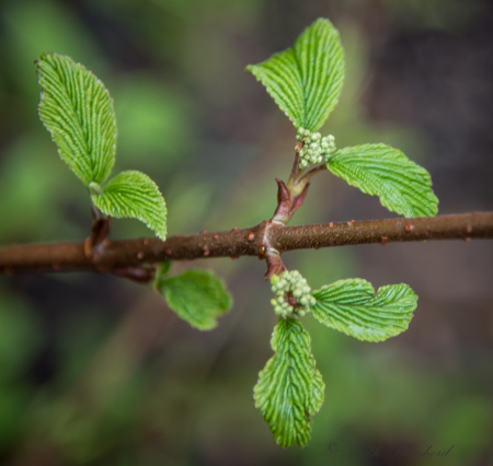 Doulbe-file viburnum