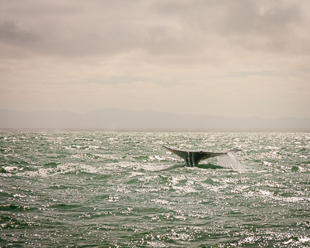 Baja California whale