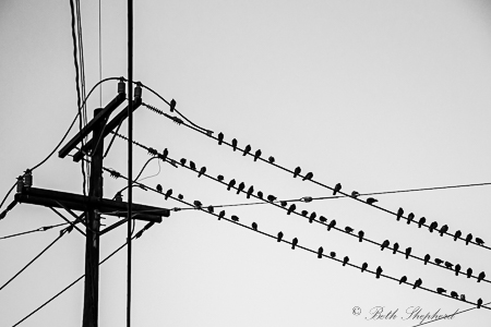 Birds on telephone wire
