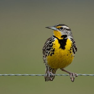 State bird Wyoming