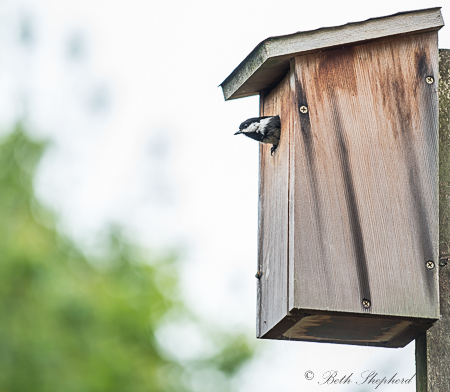 Chickadee coming out of birdhouse