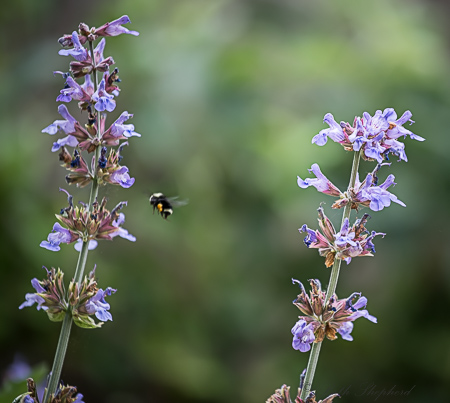 Bee and sage flowers