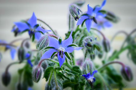 Borage flowers