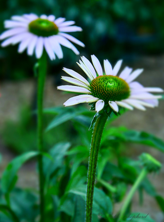 Coneflower