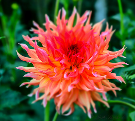 Dahlia