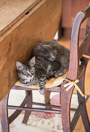 Two cats and a chair