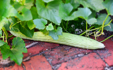 Armenian cucumber