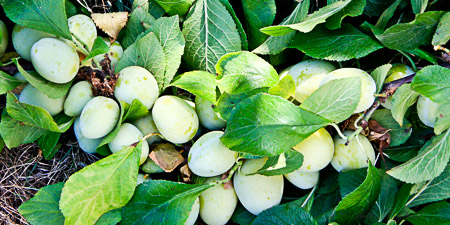 Greengage plums