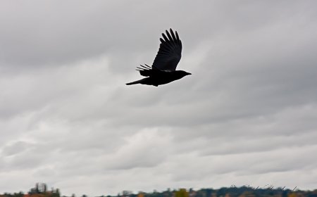 Fall flight