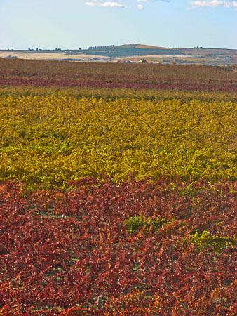 Grapes in fall