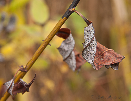 Leaves turning