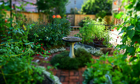 Our garden in August