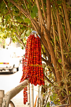 Rowan berries