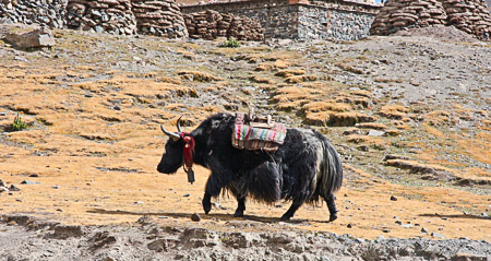 Tibetan yak