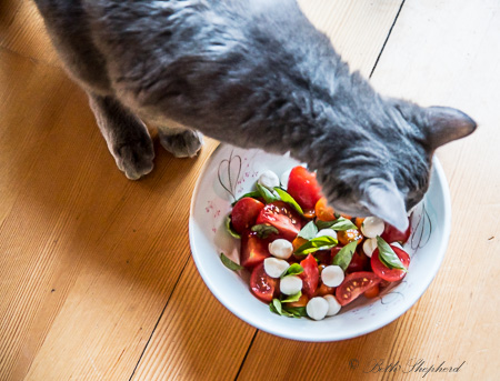 Wally and garden tomatoes, basil and mozzarella