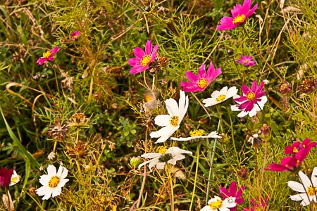 Wild Cosmos flowers Armenia
