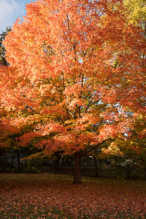 Orange maple leaf tree
