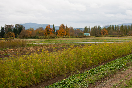 Octobers in the countryside