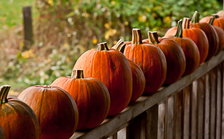 Pumpkins in a row