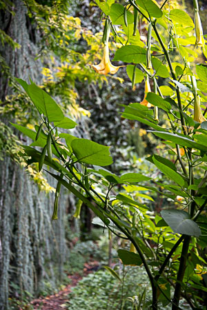 The green wall