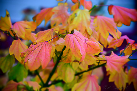 Vine Maple