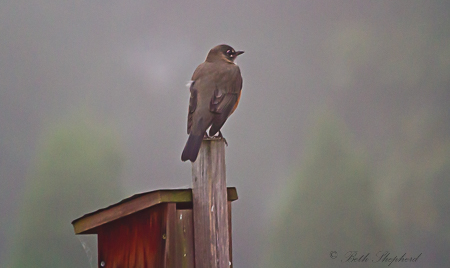 robin in fog