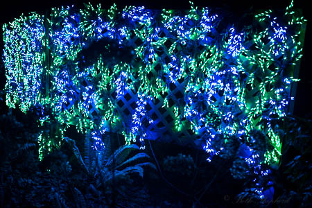 Blue flowers and vine