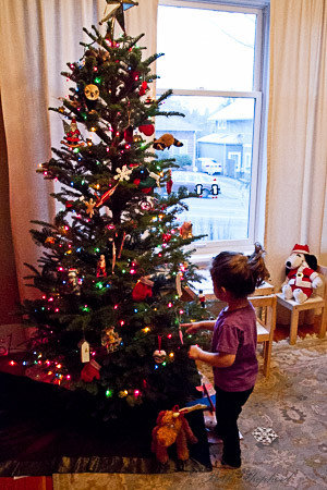 Christmas tree hunting 2013 tree