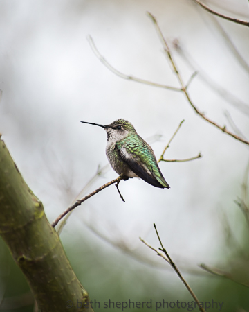 Hummingbird 