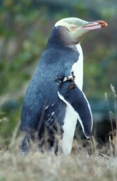 penguin-1.jpg