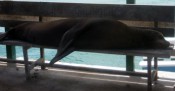 sea-lion-on-bench-2-175-x-91.jpg